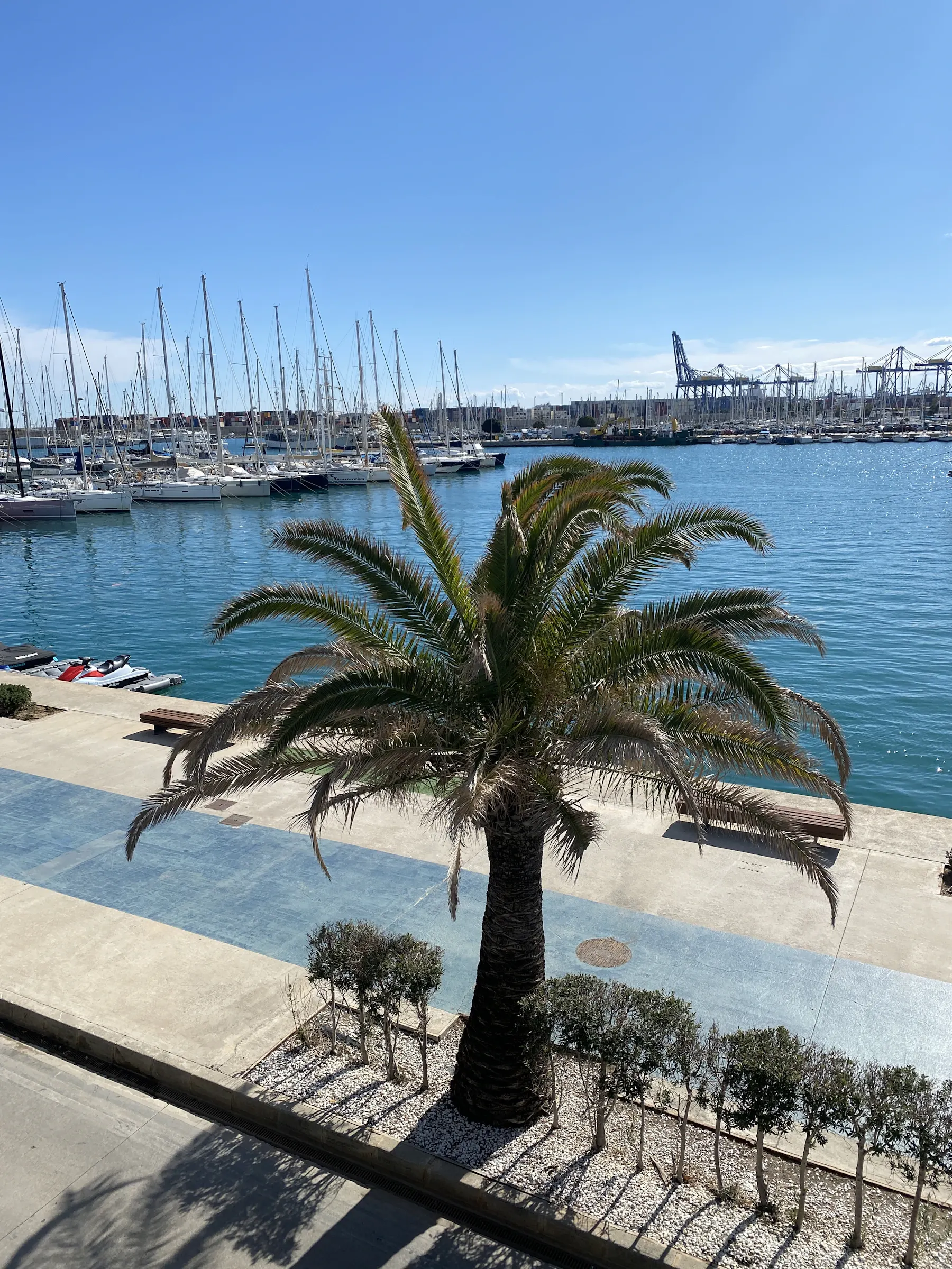 Palm trees beside the Mediterranean in Valencia, Spain