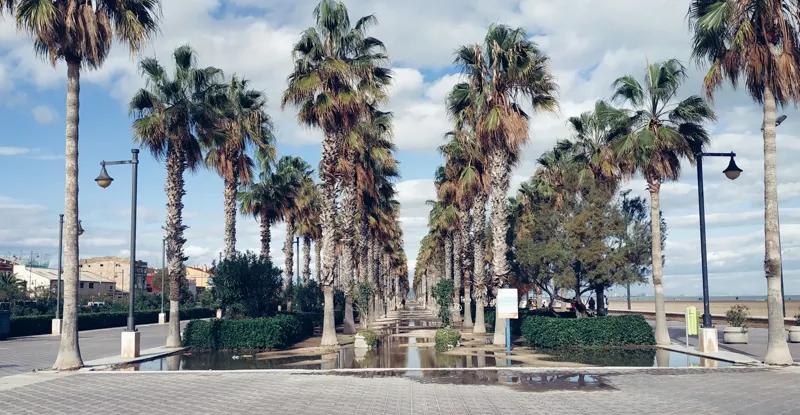 Palmeras junto al Mediterráneo en Valencia, España